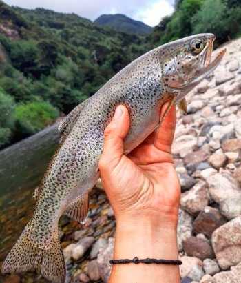 fishingPhoto/9to16/trout1.JPG