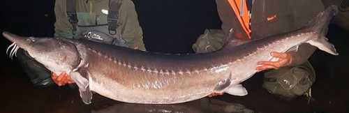 Sturgeon Fishing at Night