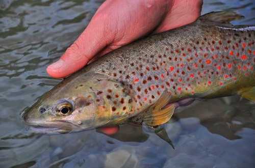 Trout Release