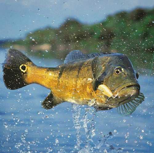 peacock bass jumping & eating topwater bait