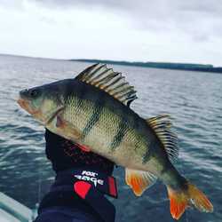 Perch Fishing Best 5 Lures