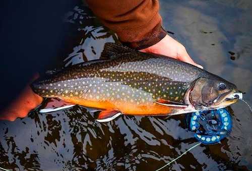 big trout