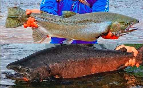King and Steelhead Salmon