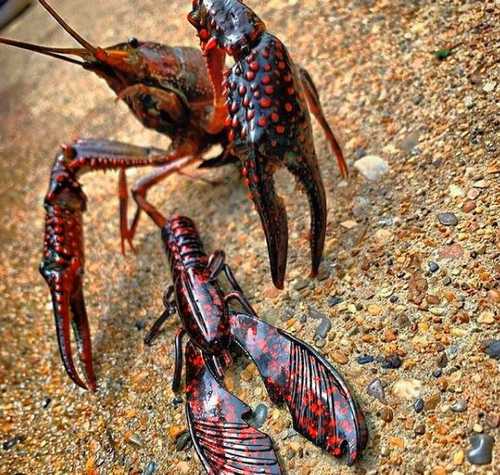 match the hatch. Plastic closely mimics local Crawfish color