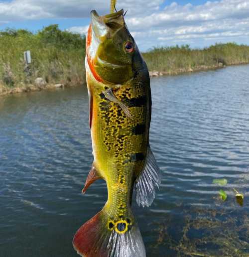 Peacock bass