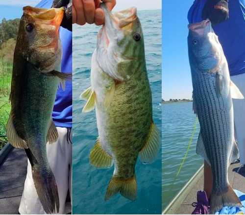 Largemouth Bass, SmallMouth Bass, Striped Bass