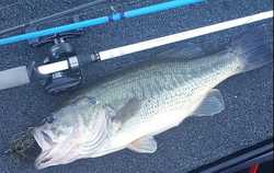 What is the Keeper size for Largemouth Bass in California Delta & Lakes