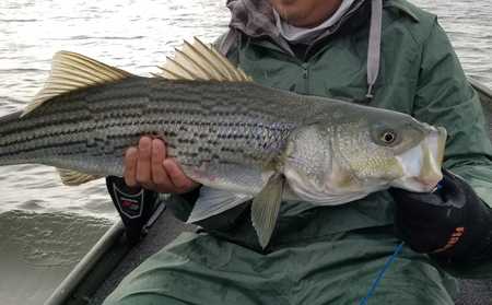 What is the Legal Size to keep Striped Bass in New York?