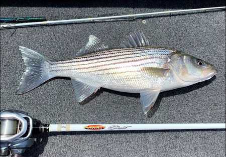 What is the Legal Size to keep Striped Bass in California?