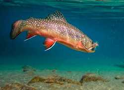 How to Trout Fish 101: Beginners Guide
