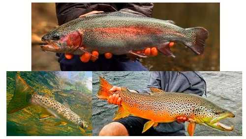 Rainbow Trout & Brook Trout
