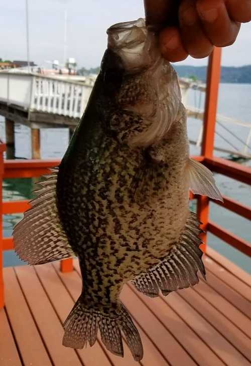 Black Crappie