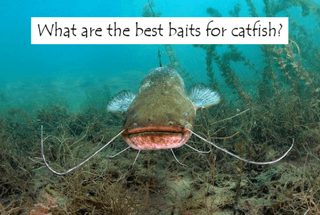 What are the best baits for catfish?